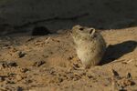Brants's Whistling Rat-001.jpg