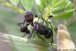 Camponotus cruentatus (7208691372).jpg
