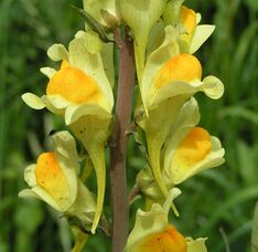 Common toadflax close 800.jpg