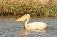 Djoudj - Pelican (3).JPG