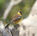 Emberiza cabanisi cognominata, Menongue, Birding Weto, a.jpg