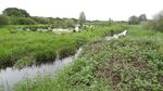 Ingrebourne Marshes 1.JPG