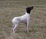 Japanese terrier Keru.jpg