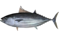 Katsuwonus pelamis.png