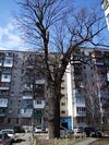 Дуб Кристера