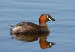 Little grebe in Sakai, Osaka, February 2016.jpg