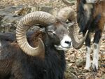 Muffelwild12.4.2008 007.jpg