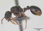 Myrmica lobicornis casent0172720 profile 1.jpg