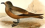 Oceanodroma monorhis.jpg