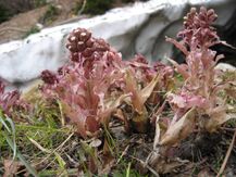 PetasitesParadoxus.jpg