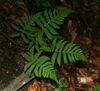 Phegopteris connectilis.jpg