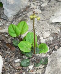 Pyrola chlorantha 4.jpg