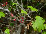 Ribes sachalinense 4.JPG