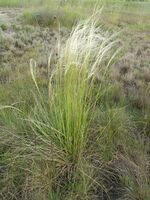 Stipa borysthenica kz.jpg