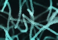 Streptomyces griseus color enhanced scanning electron micrograph..jpg