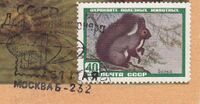 The Soviet Union 1959 CPA 2327 stamp (Red squirrel). Cut from a maximum card with Jacobs 1271 postmark.jpg