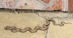 Ящеричная змея - Malpolon insignitus - Eastern Montpellier Snake - Вдлъбнаточел смок - Östliche Eidechsennatter - (Spanish) Culebra bastarda oriental (28796946593).jpg