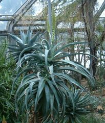 Aloe africana BotGardBln271207B.jpg