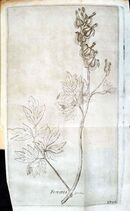 Amoenitates Academicae - Karamyschew - Fumaria spectabilis.JPG