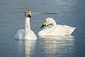 Bewick's Swans at Big Waters.jpg
