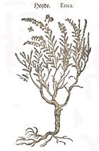 Camerarius 1586 Heyd.jpg