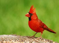 Cardinal.jpg