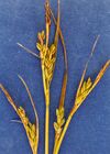 Carex livida NRCS-1.jpg