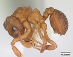 Cyphomyrmex minutus casent0173957 profile 1.jpg