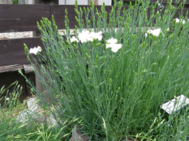 Dianthus caryophyllus2.jpg