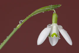 Galanthus nivalis (snowdrop) flower FS17.jpg
