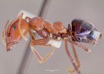 Iridomyrmex purpureus casent0006108 profile 1.jpg