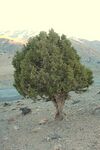 Juniper in Shahrud, Iran.jpg