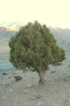 Juniper in Shahrud, Iran.jpg