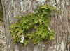 Lobaria pulmonaria 010108c.jpg