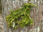 Lobaria pulmonaria 010108c.jpg