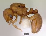 Mayriella abstinens casent0172348 profile 1.jpg