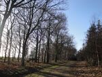Parkhurst Forest near Noke Common in February 2011.JPG