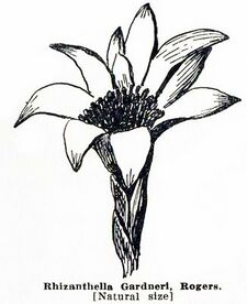 Pelloe - West Australian Orchids p66.jpg