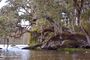 Pic from the canoe on Bayou Corne.jpg