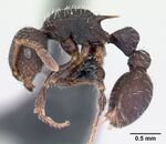 Romblonella opaca casent0178525 profile 1.jpg