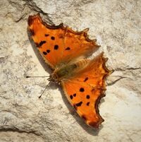 Southern Comma Polygonia egea (44733519095).jpg