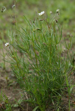 Spergula arvensis kz1.jpg