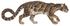Studienblatt Felis macroscelis Nebelparder (white background).jpg