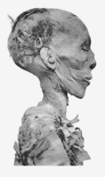 Thutmose II mummy head profile.png