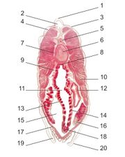 Transverse section of lancelet, numbered.jpg