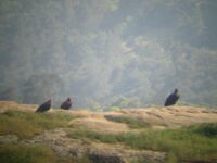 Vultures in Dadia Forest.JPG