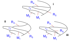 Asilidae wing veins radius variants-3.svg