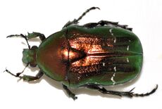 Cetonia-aurata-12-fws.jpg