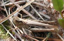 Chorthippus mollis f 8931.JPG
