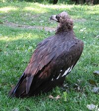 Cinereous.vulture2.jpg